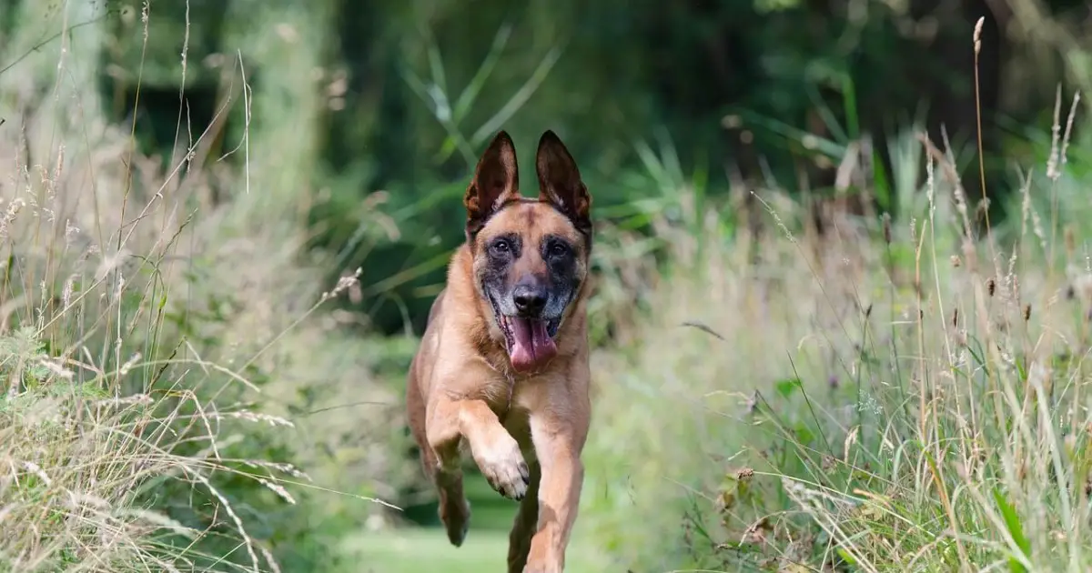 how much is a trained belgian malinois