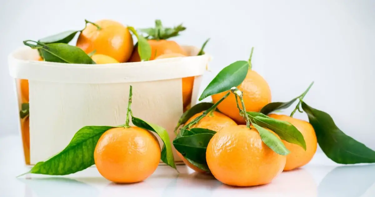 Can Mandarins Be Good For Your Dog? World Dog Finder
