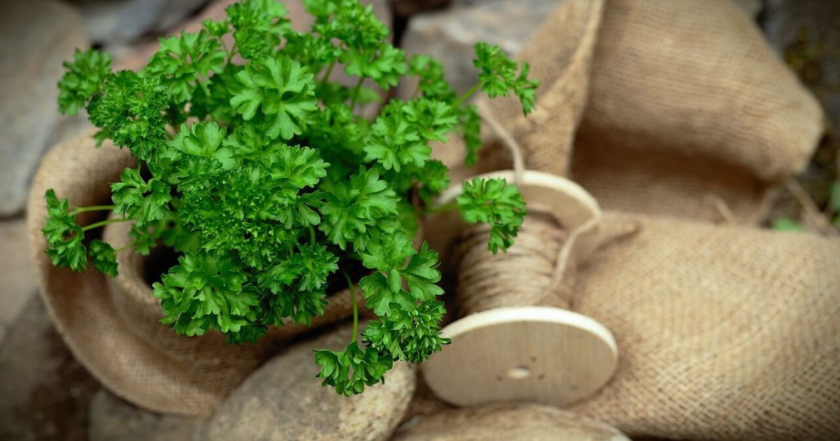 is parsley harmful to dogs