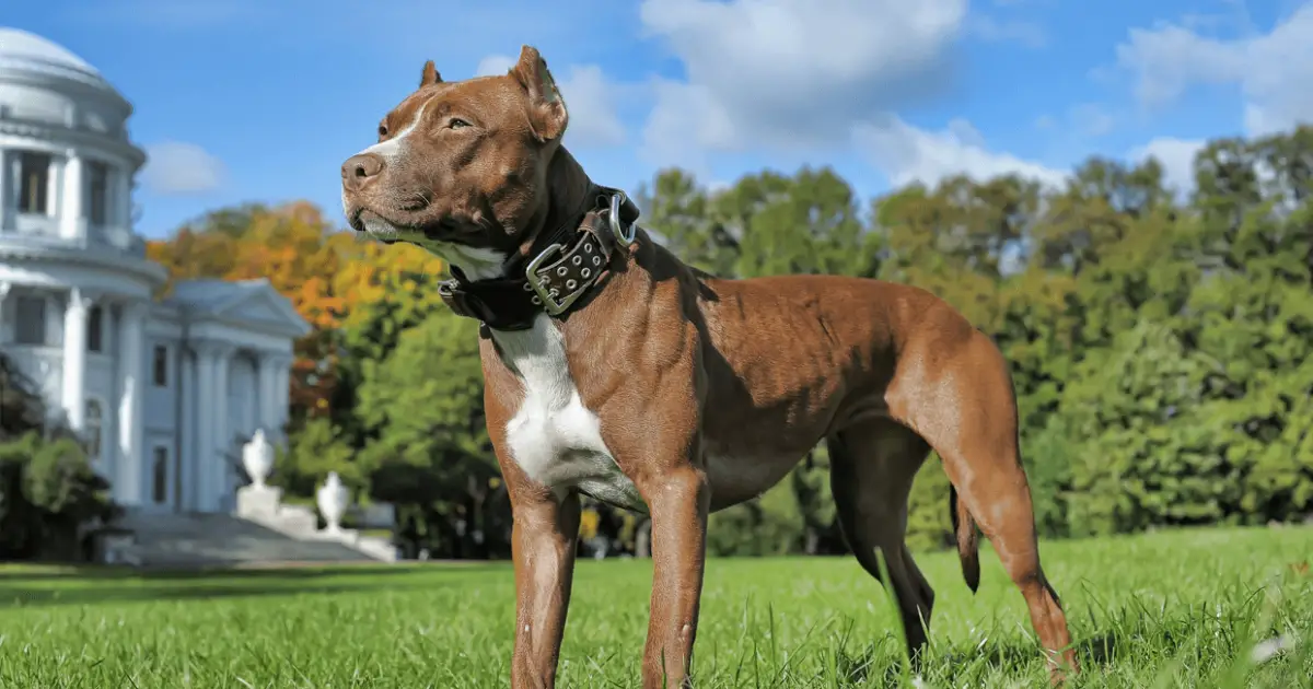 american pitt bulldog how long