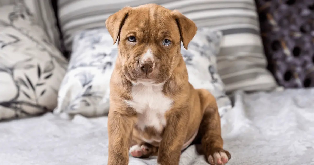 pitbull pocket breed designer dog breeds experiment mix