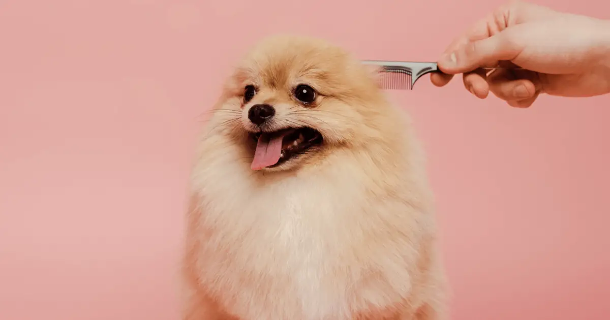 How Often Should I Brush My Pomeranian