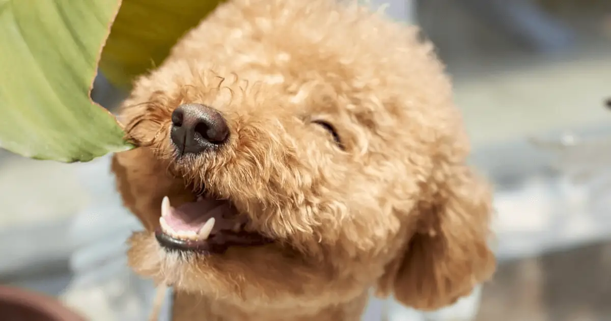 how do you take care of a new toy poodle puppy