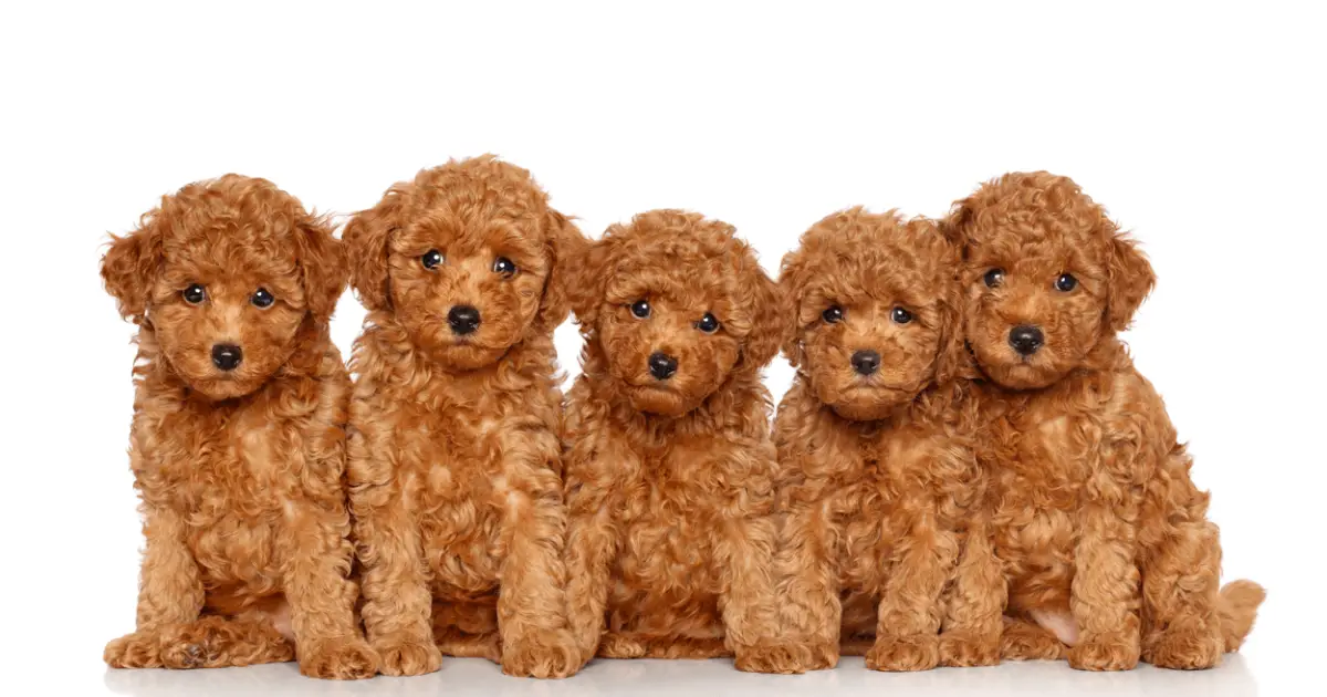 what are the best poodle cross breeds