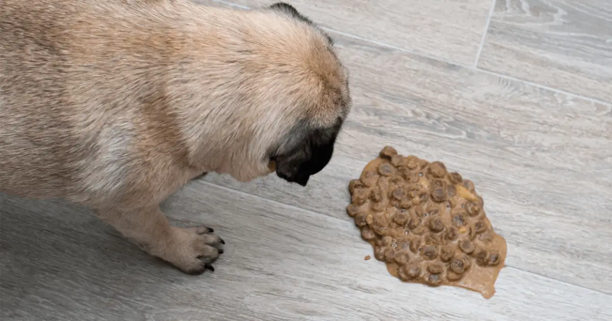 what causes dogs to vomit undigested food