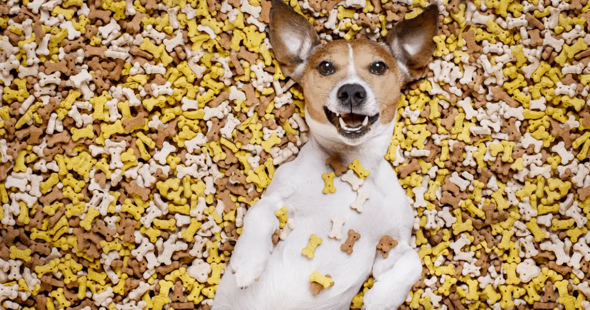 Best Puppy Treats [2023 review]