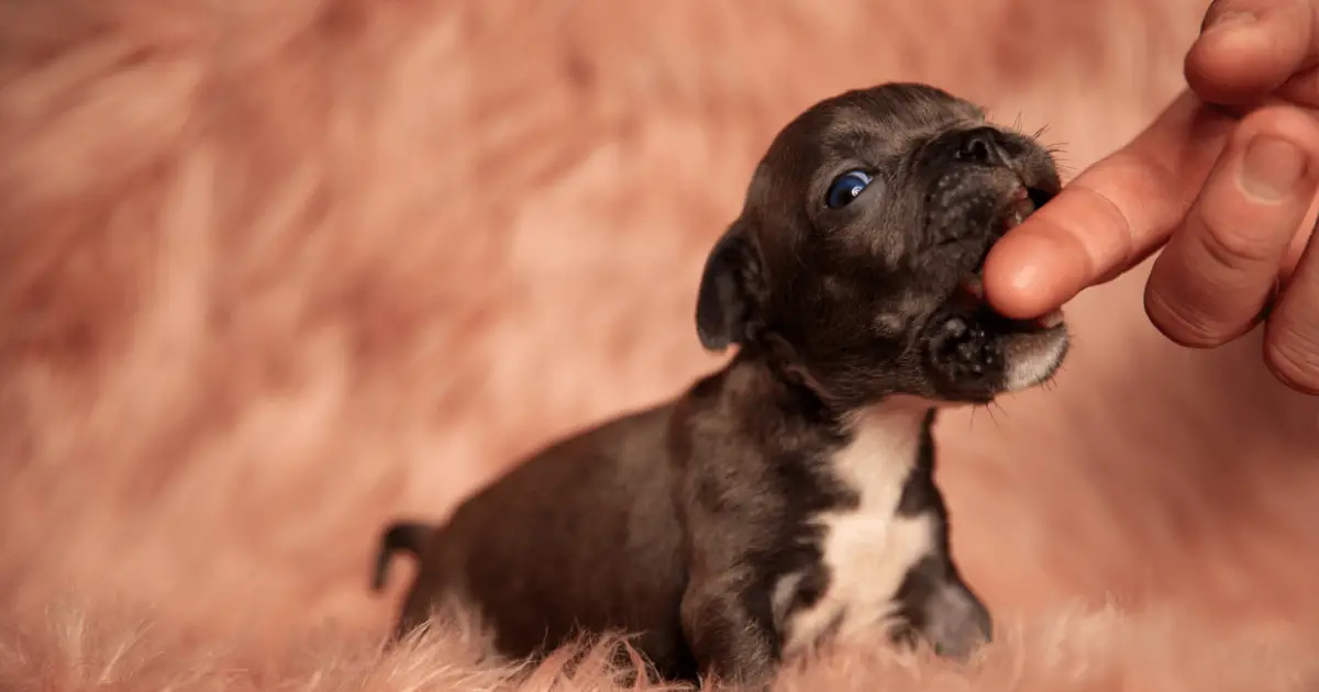 7 Most Common Reasons Why Your Dog Could Start Nibbling On You World