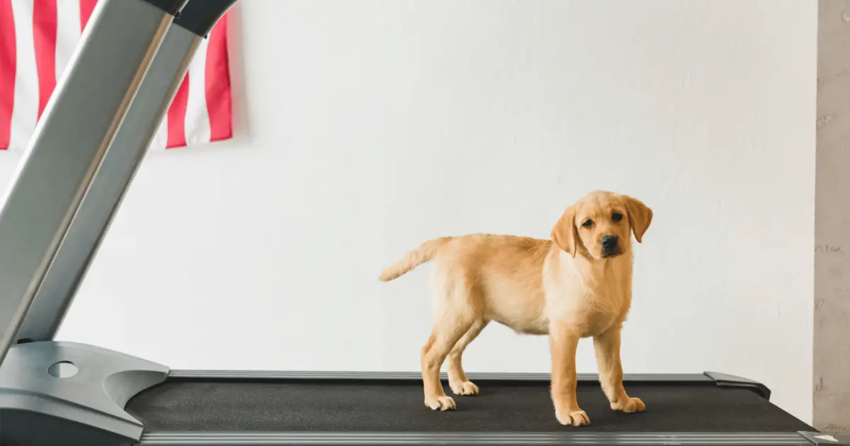 Best Dog Treadmills Review