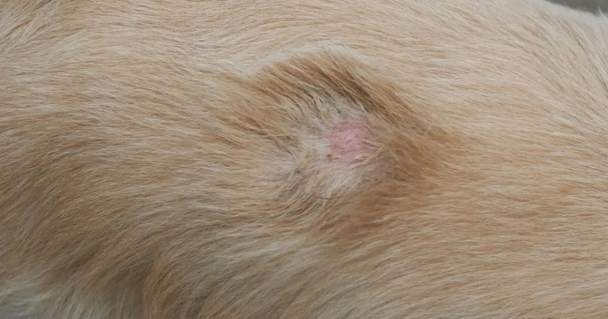 Ringworms in Dogs - Signs & Treatment - World Dog Finder