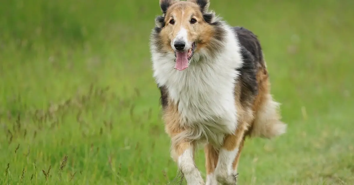 what is the most popular dog in scotland