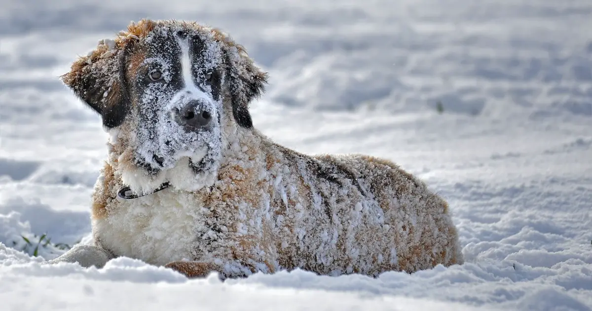 Find Out Why Is The Saint Bernard Dog Also Called The Gentle Giant