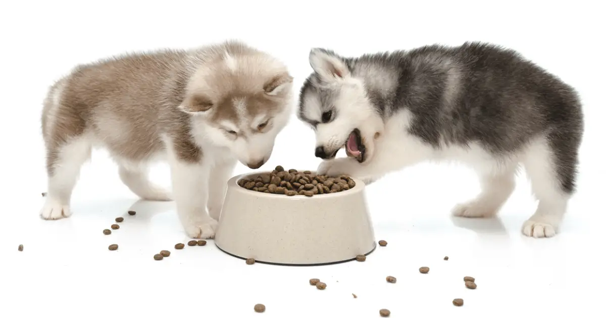 Рацион хаски. Рацион хаски. Чем кормить щенка хаски 2 месяца. Рацион хаски 3 месяца. Корм для хаски щенка.