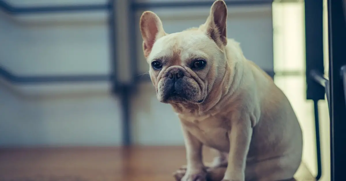 Leukemia In Dogs - Causes, Symptoms & Treatment | World Dog Finder