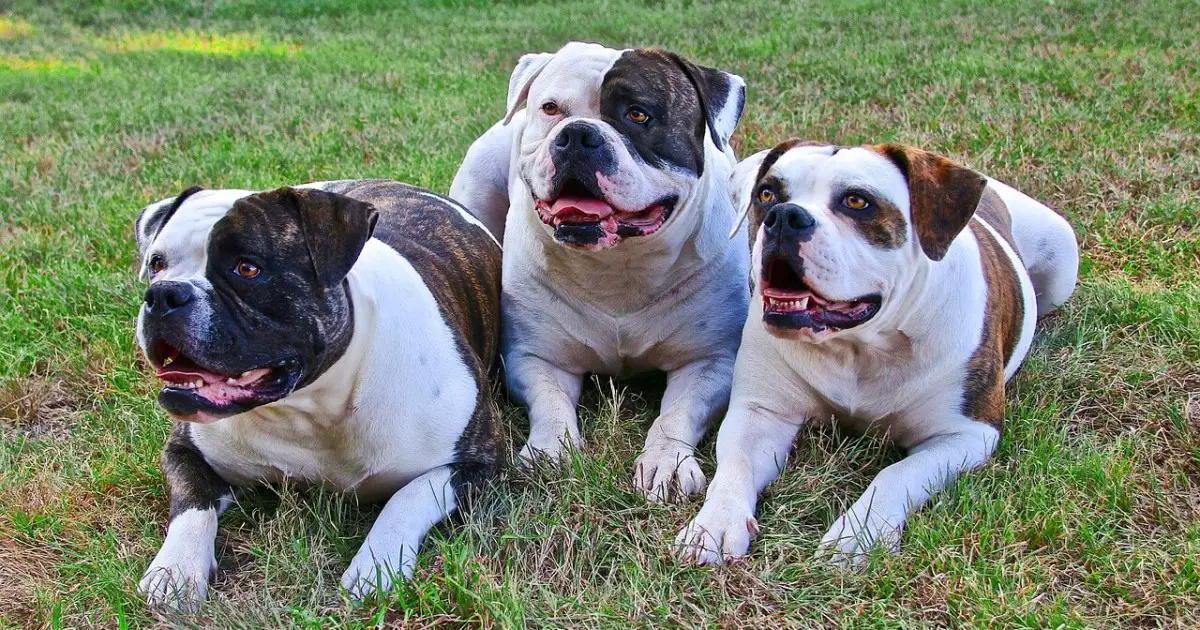 are bulldogs large breed or not