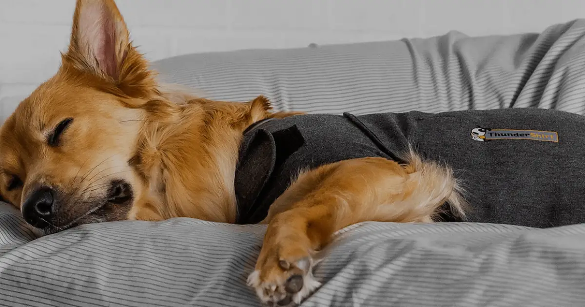 Does Thundershirt Work & Where I Can Get It