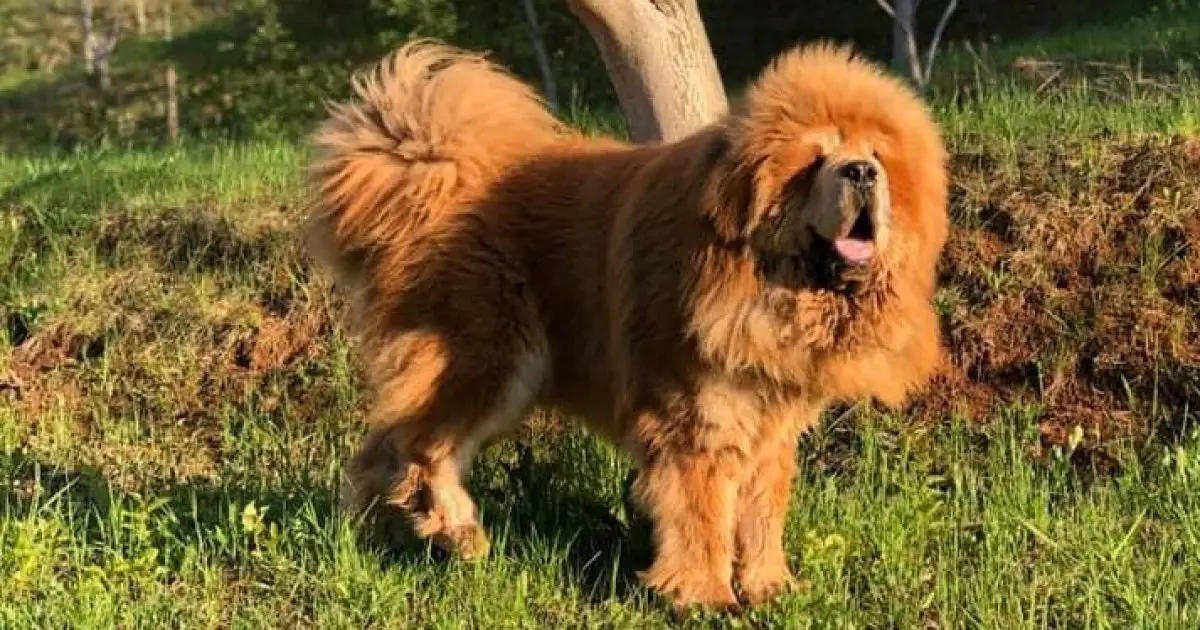 Tibetan Mastiff Supreme Guard Dog