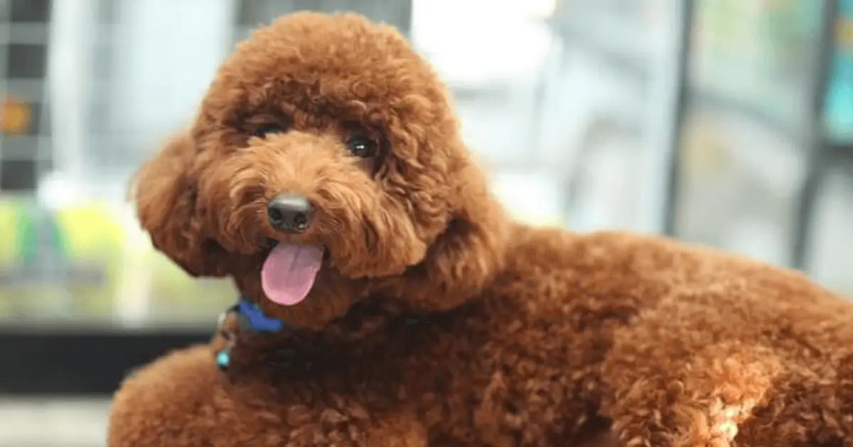 27 Of Our favorite Poodle quotes World Dog Finder