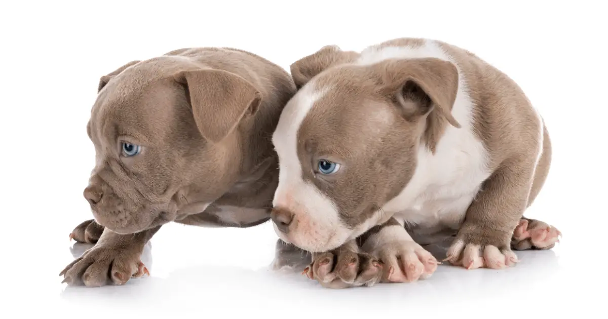 micro bully puppy