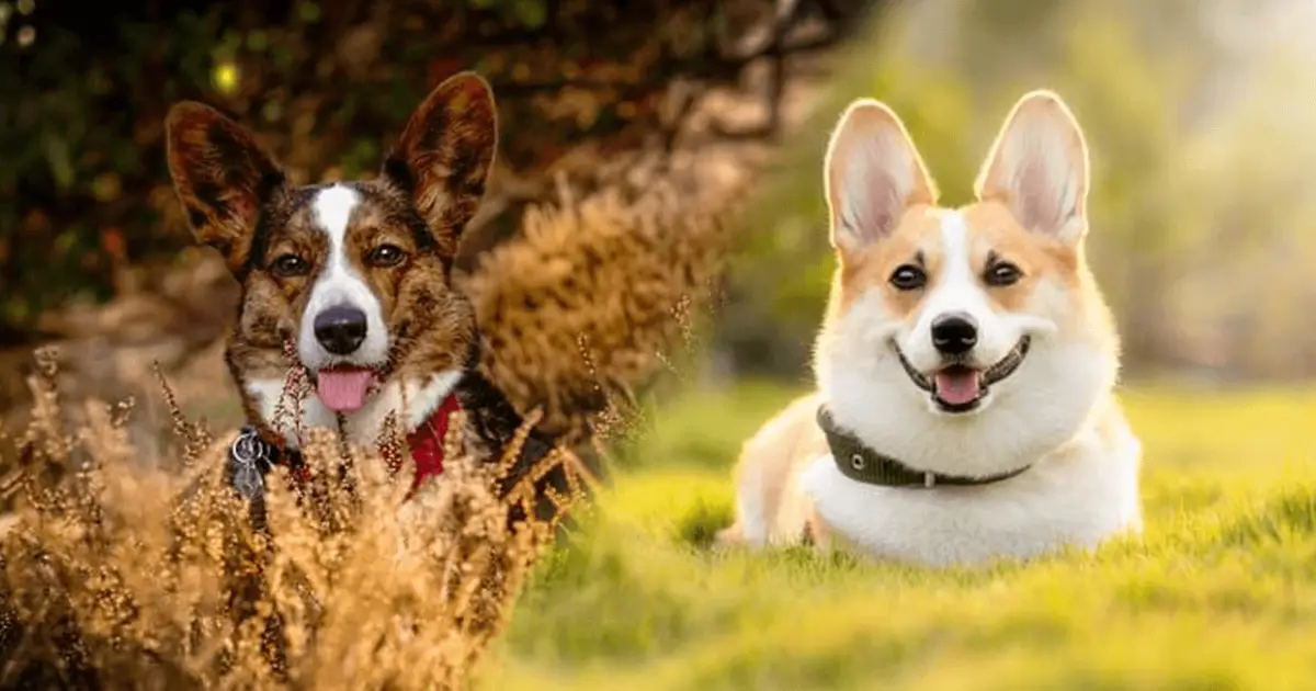 are corgis active dogs