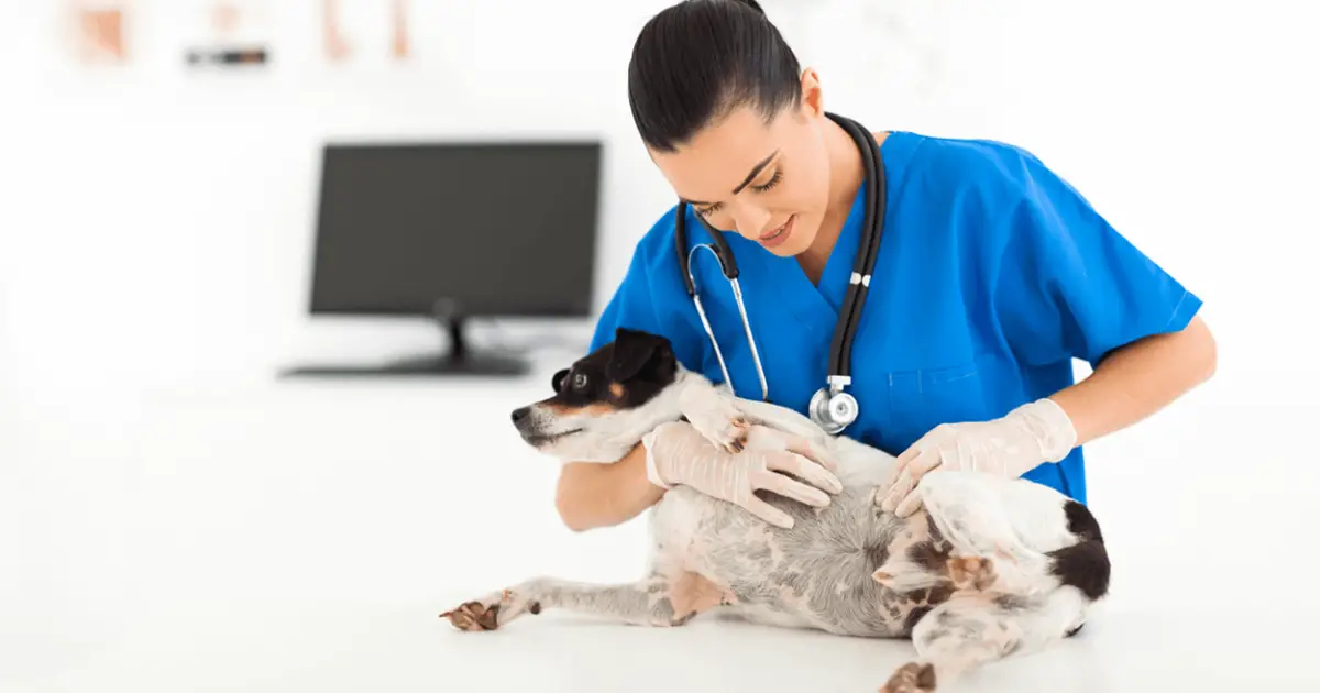 how can you tell if your dog has a kidney infection