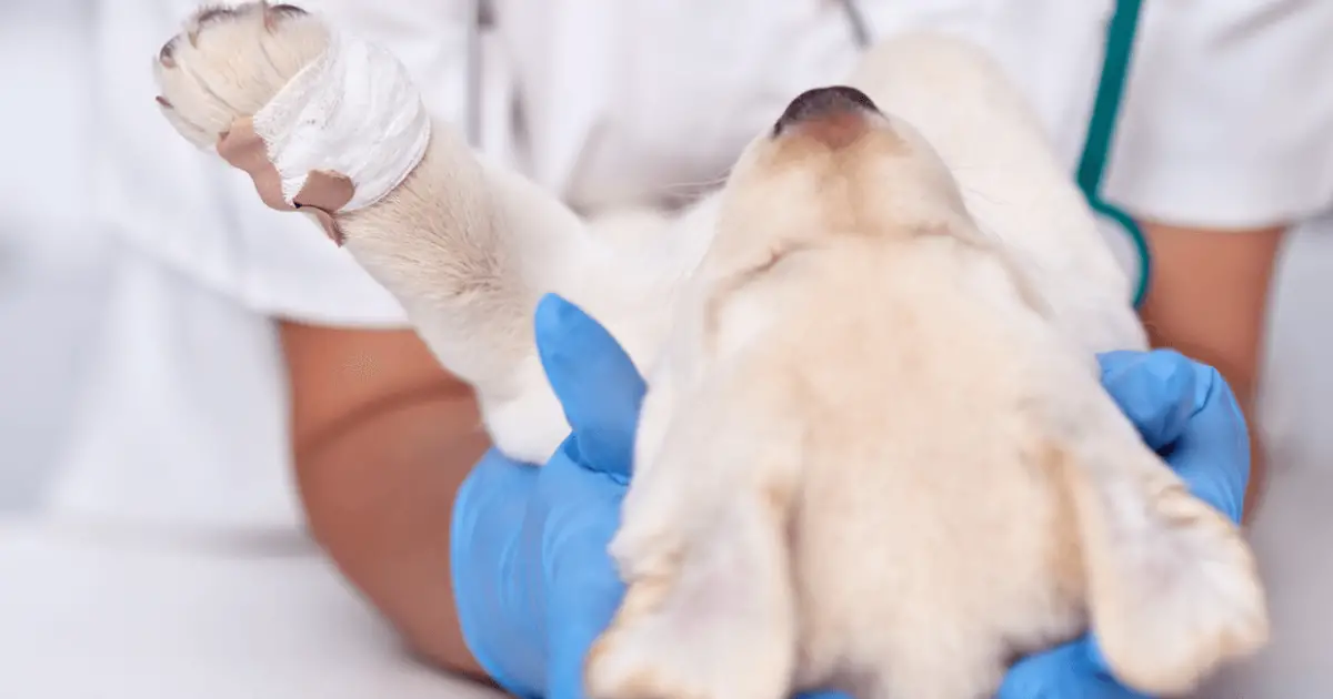 using chlorhexidine on dogs