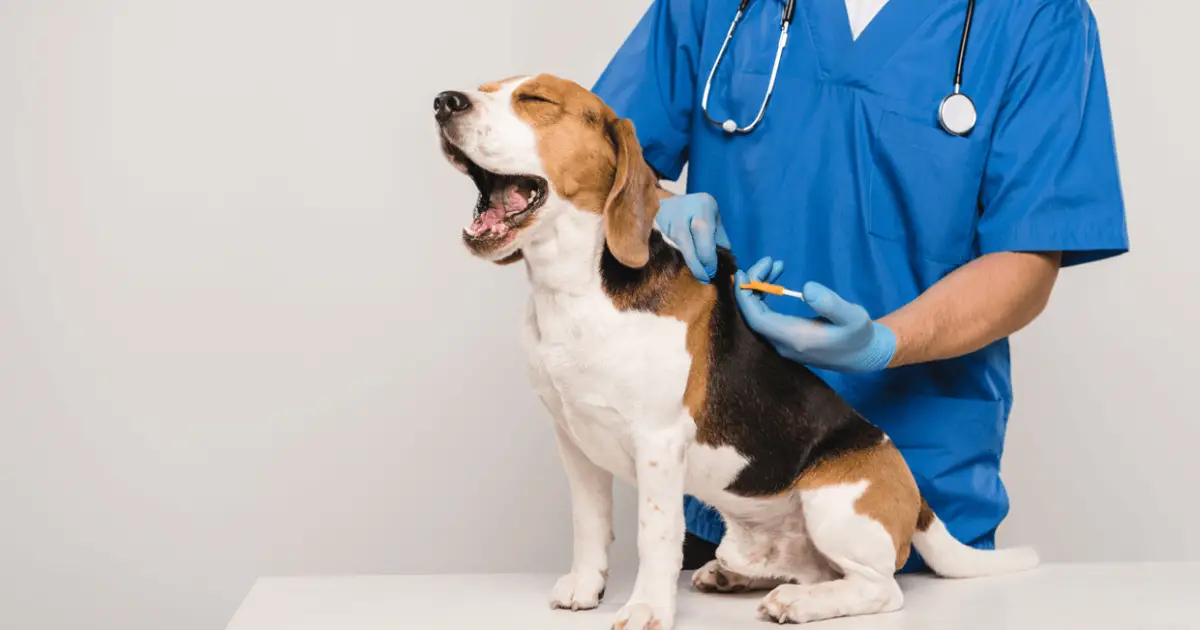 Should You Microchip Your Dog