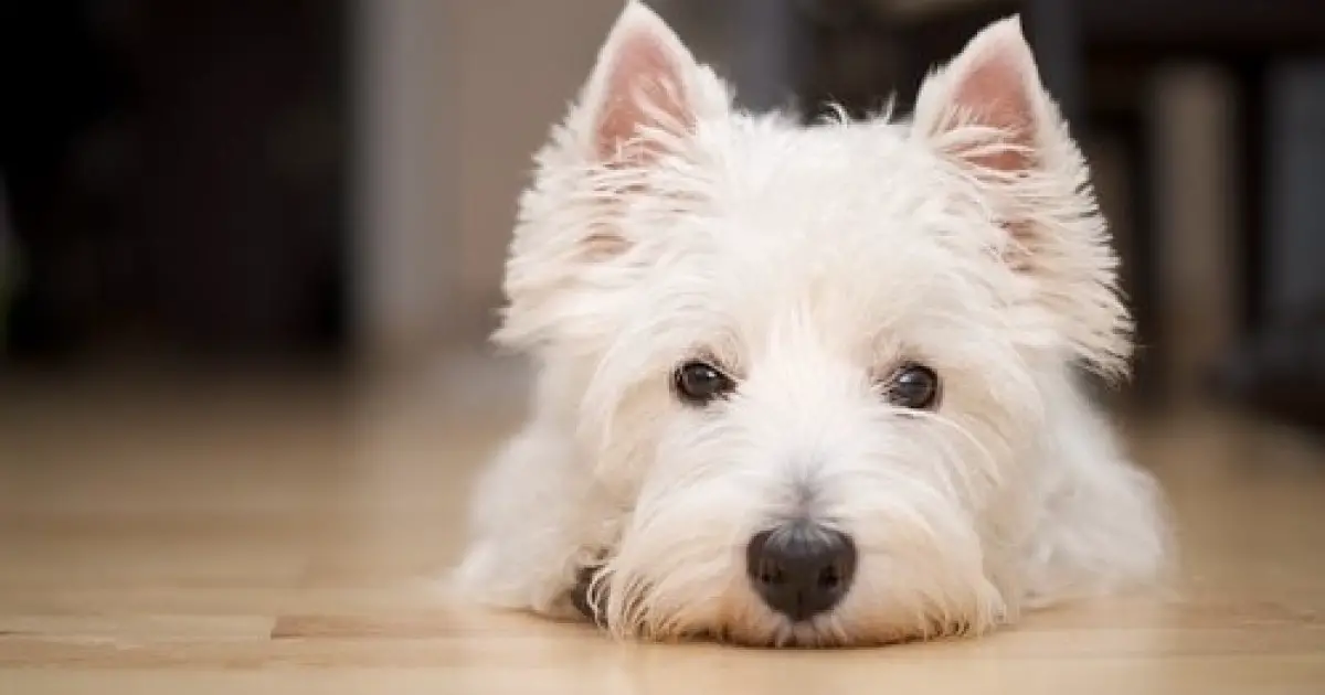 do westies suffer from separation anxiety