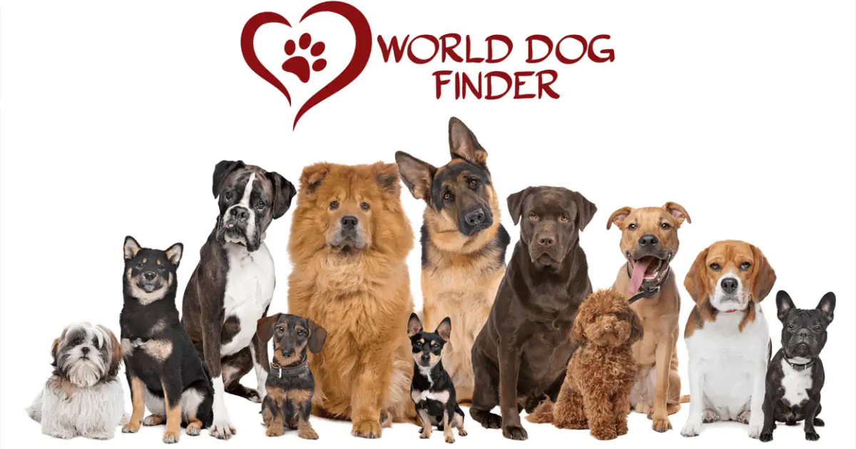 The 15 Most Popular Dog Breeds in the US (2023)