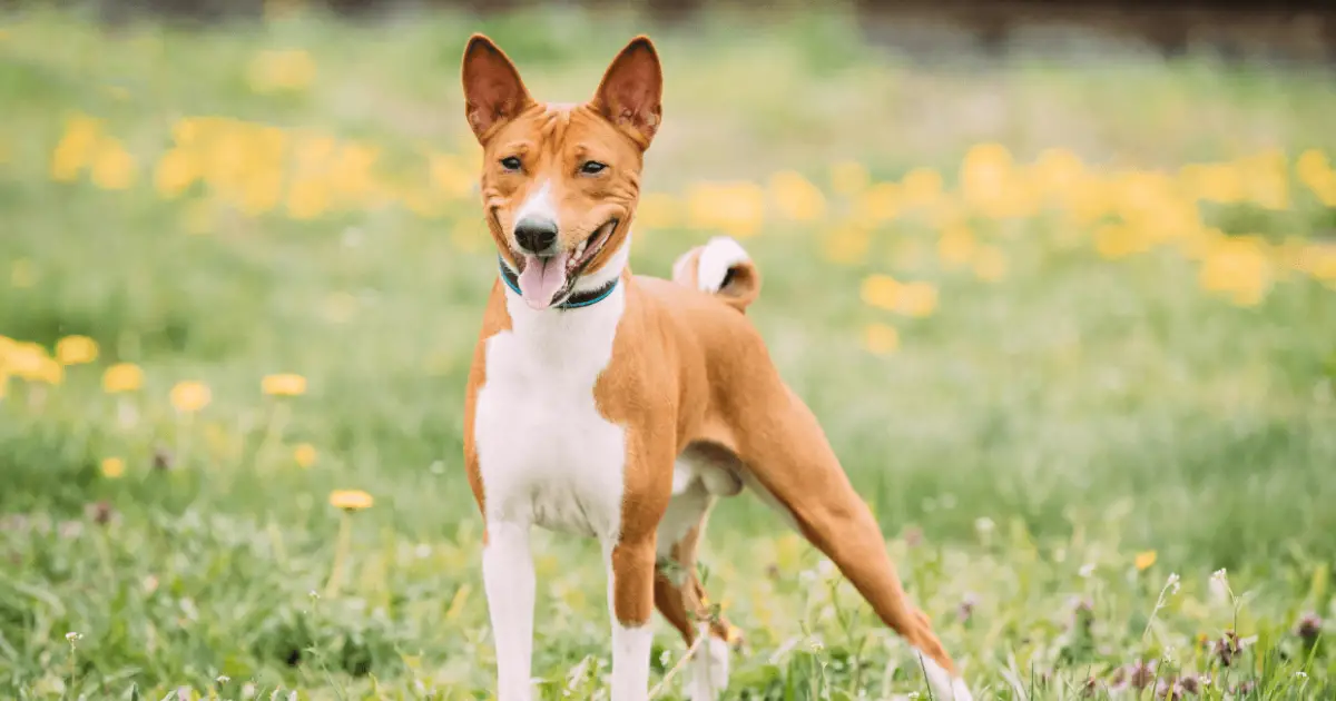 Basenji Dog Breed Information