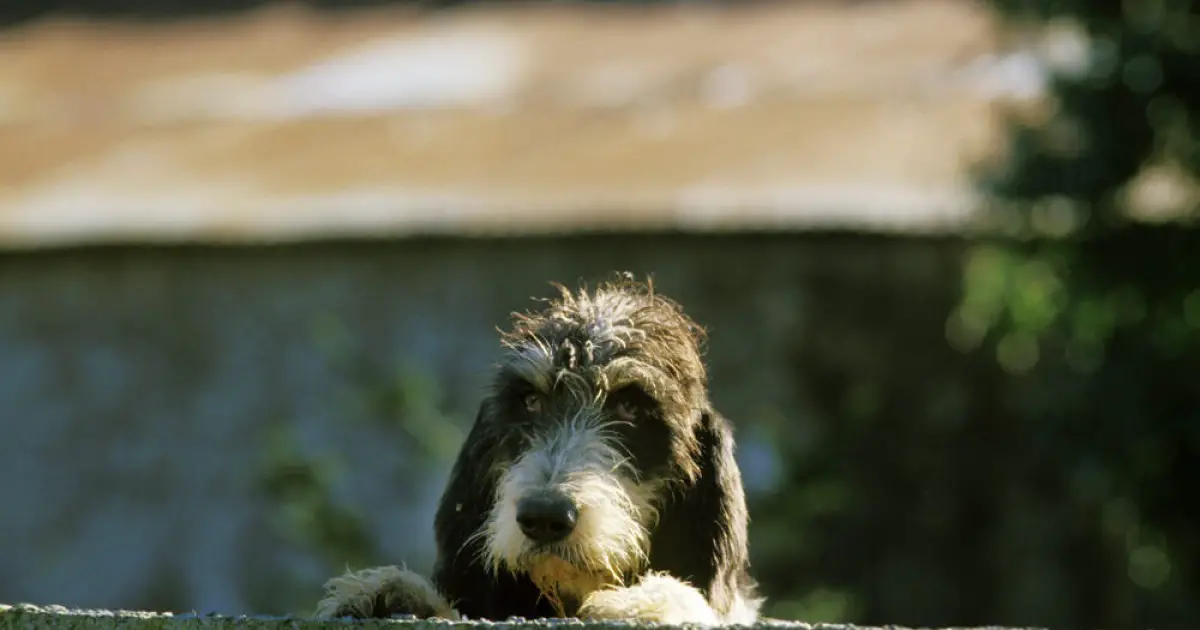 are griffon bleu de gascogne aggressive