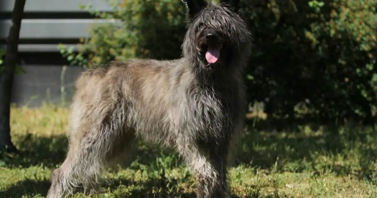 Bouvier Des Ardennes Dog Breed Information