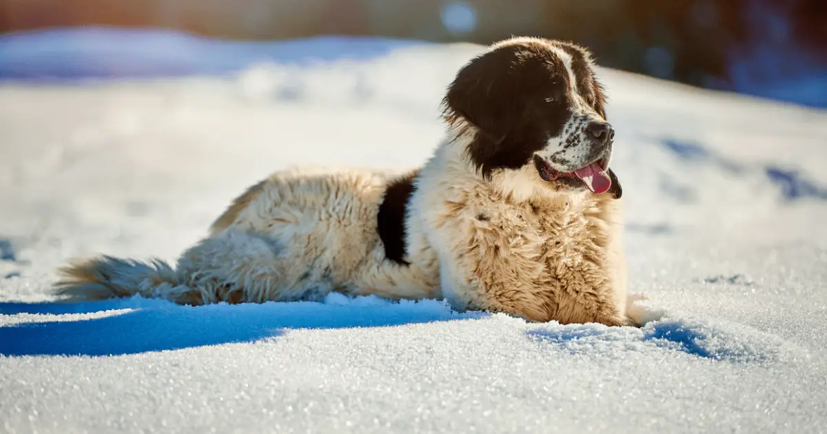 Bucovina Shepherd | Dog Breed Info, Guide & Care