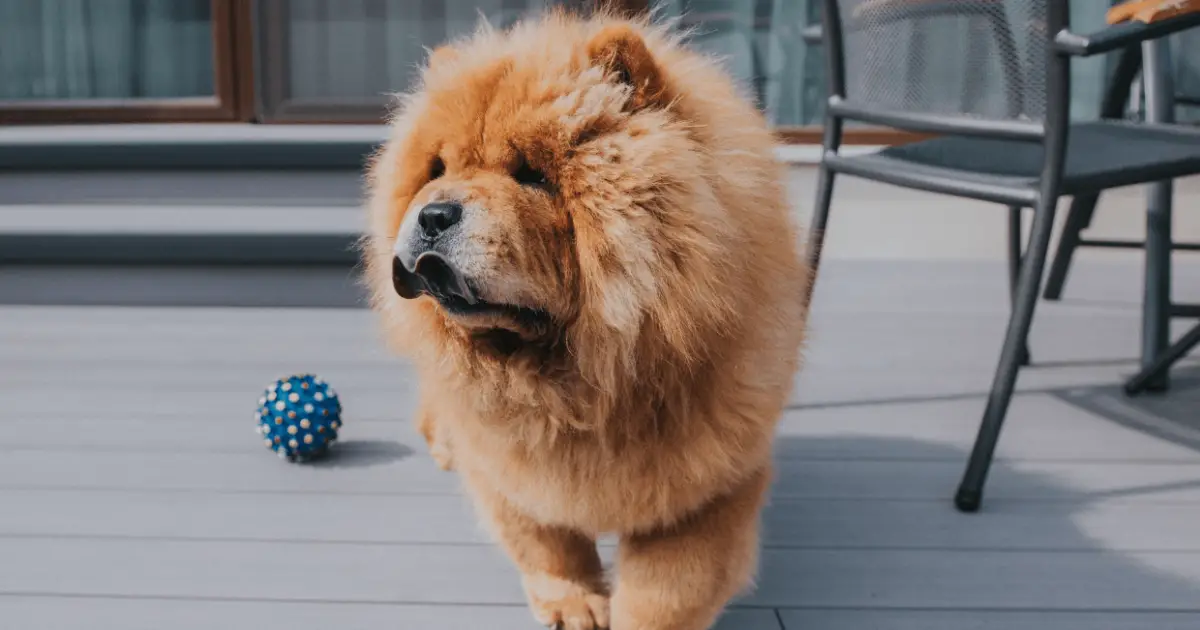 Cane Chow Chow: guida completa alla razza - ArcaMagazine