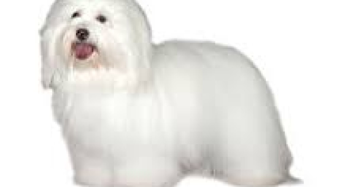 Coton de Tulear characteristics