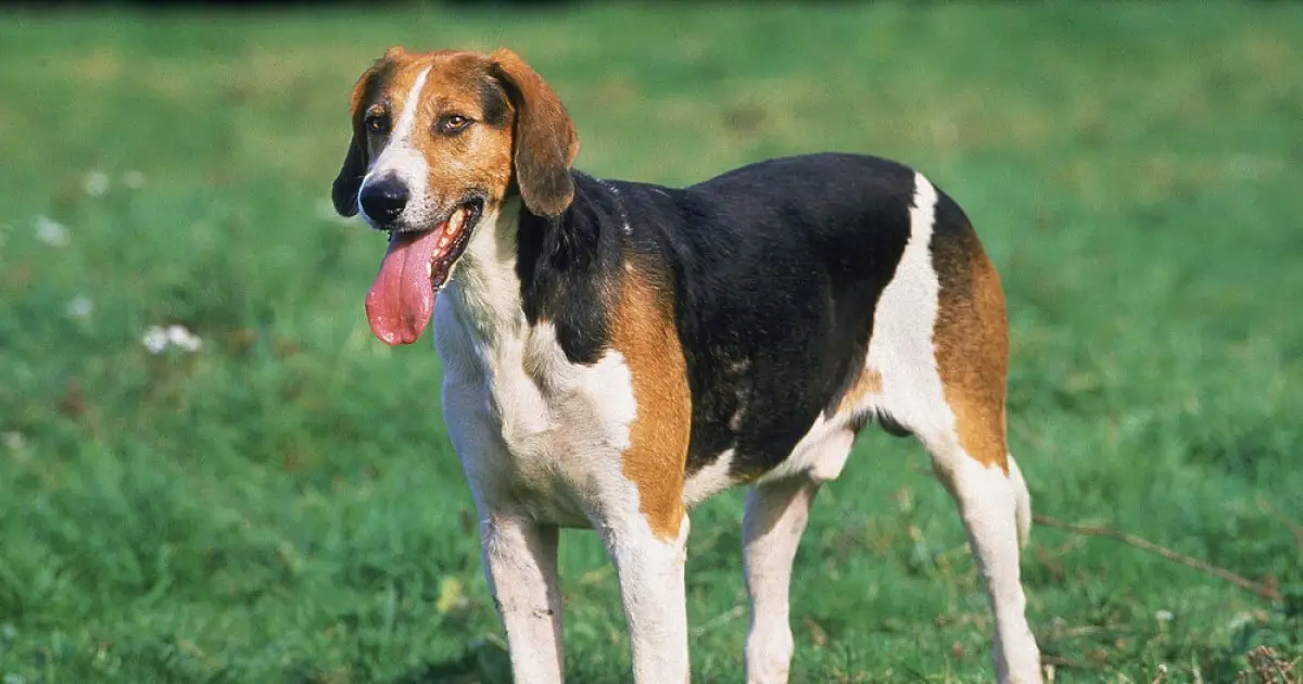 can english foxhounds be guard dogs