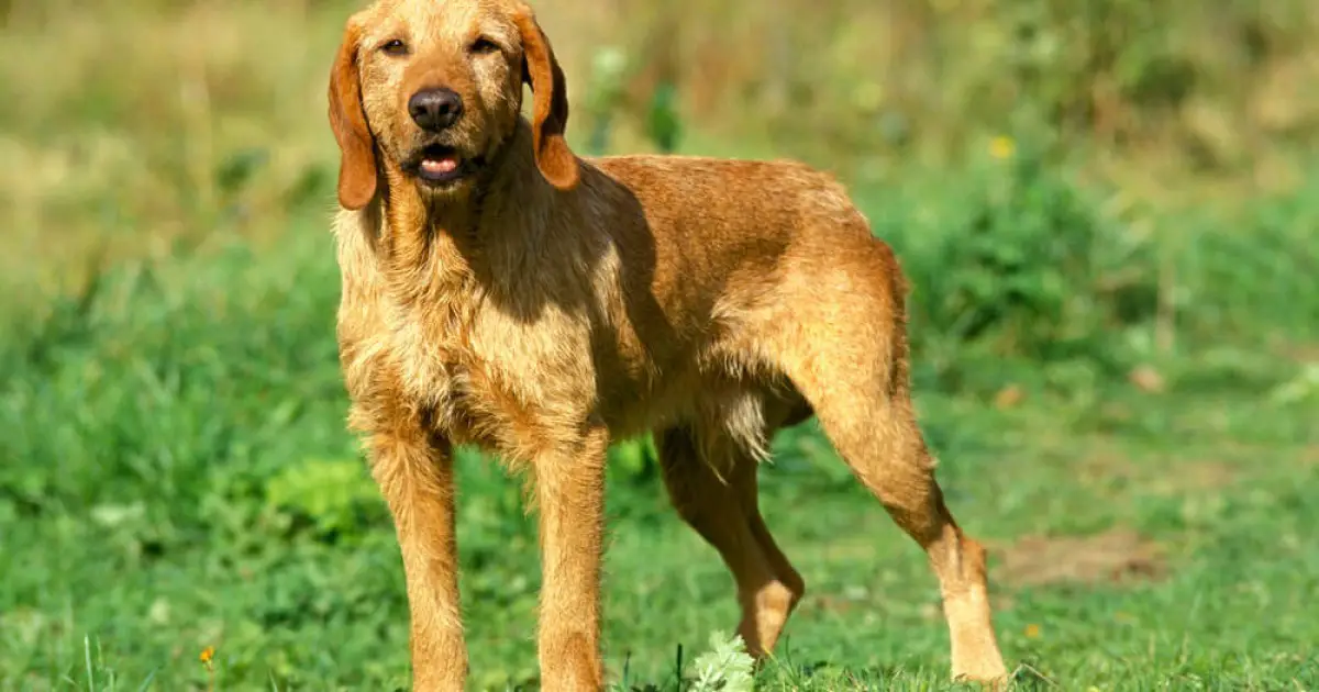 what is the temperament of a griffon fauve de bretagne