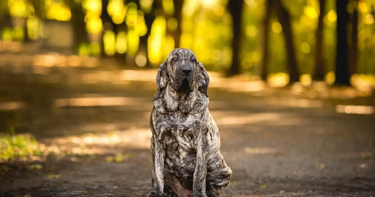 zelfstandig naamwoord winkelwagen Aanvankelijk Fila Brasileiro: Breed Info and Care Guide | World Dog Finder