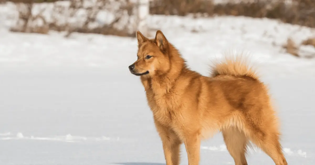 Finnish Spitz | Dog Breed Info, Guide & Care