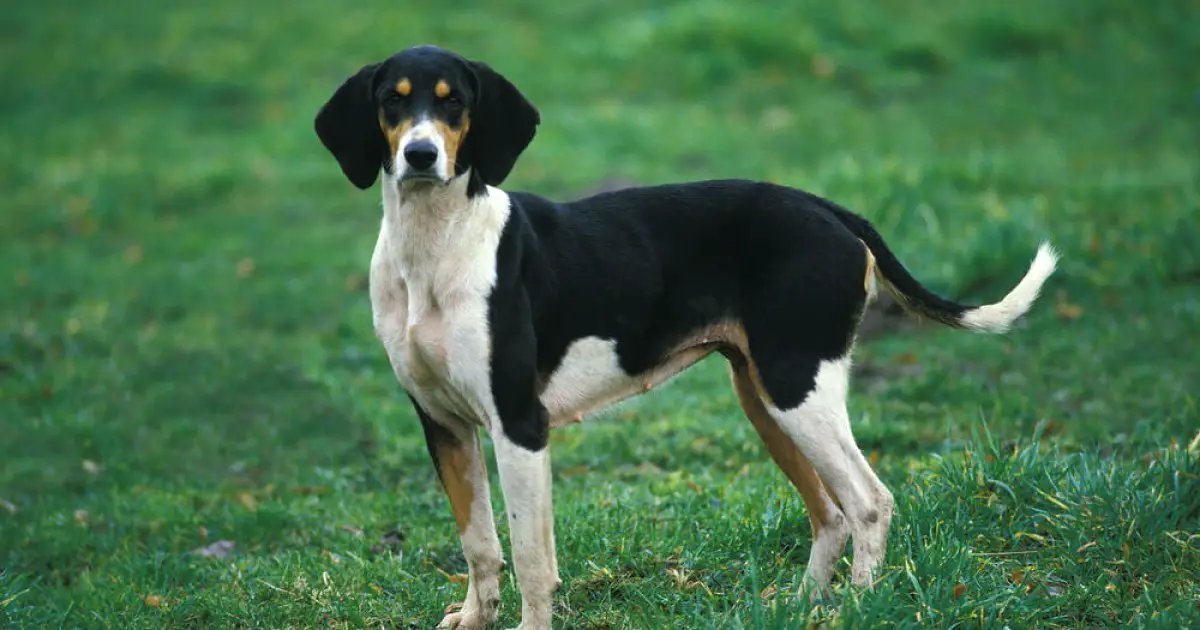 Large Anglo French Tricolour Hound Dog Breed Information