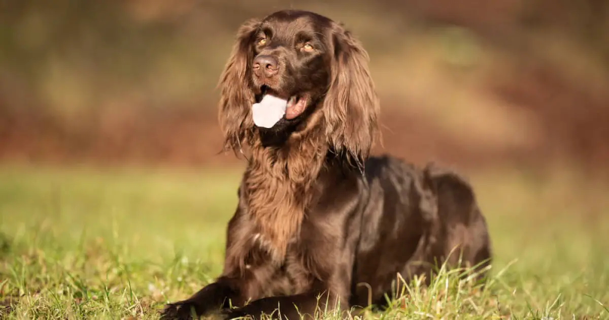 German Longhaired Pointer Dog Breed Information
