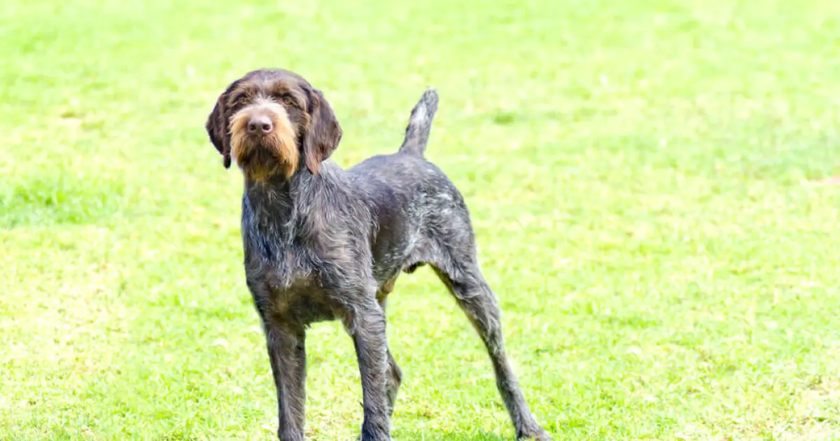 German Roughhaired Pointer Dog Breed Information