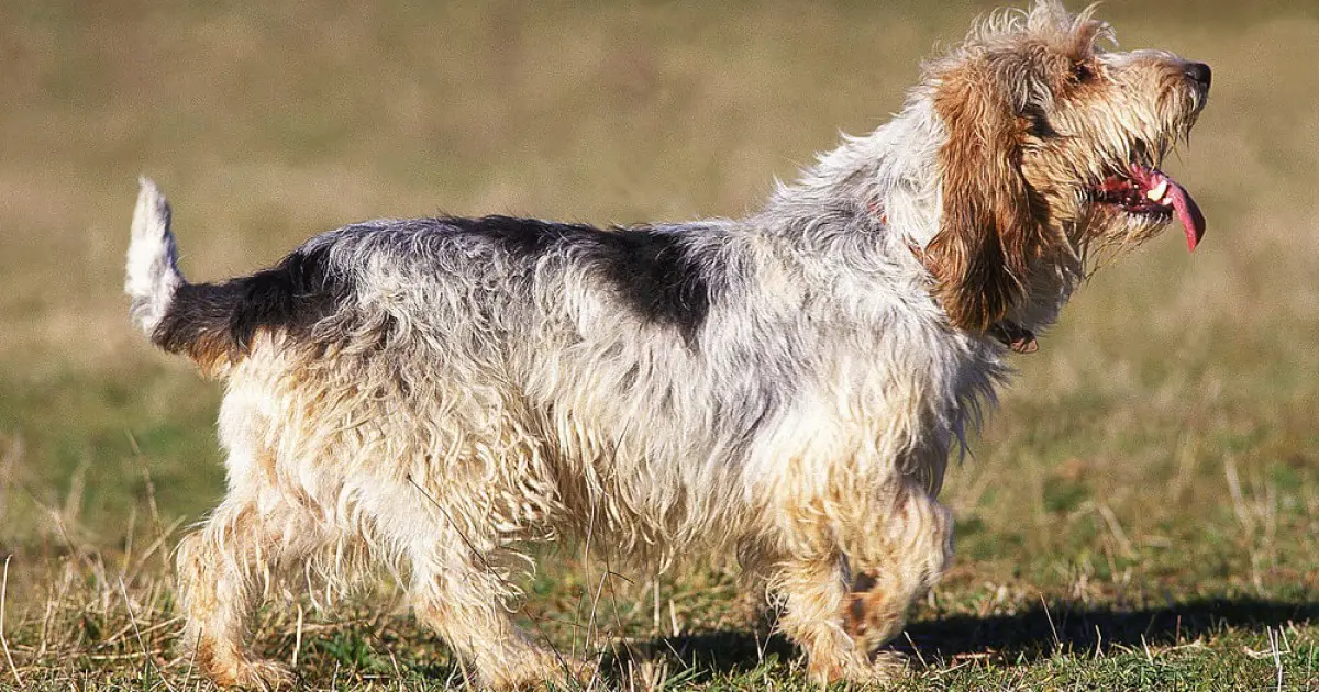 what is a grand griffon vendeen breed dog