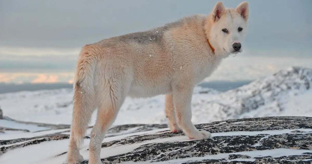 Greenland Dog Breed Information