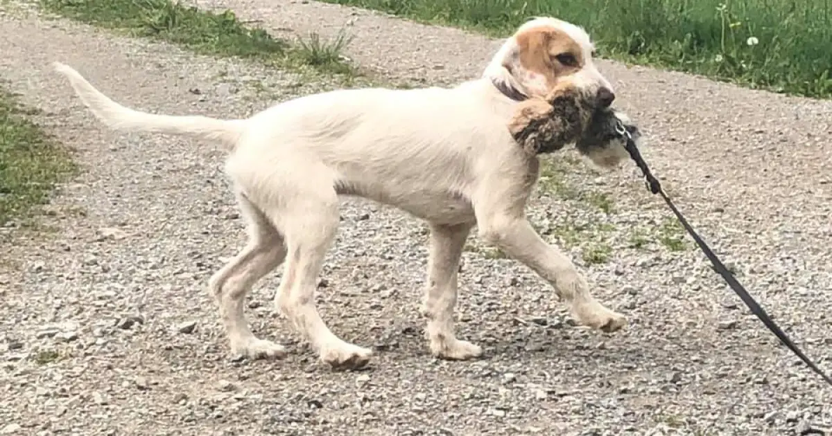 Istrian Coarse Haired Hound Dog Breed Information