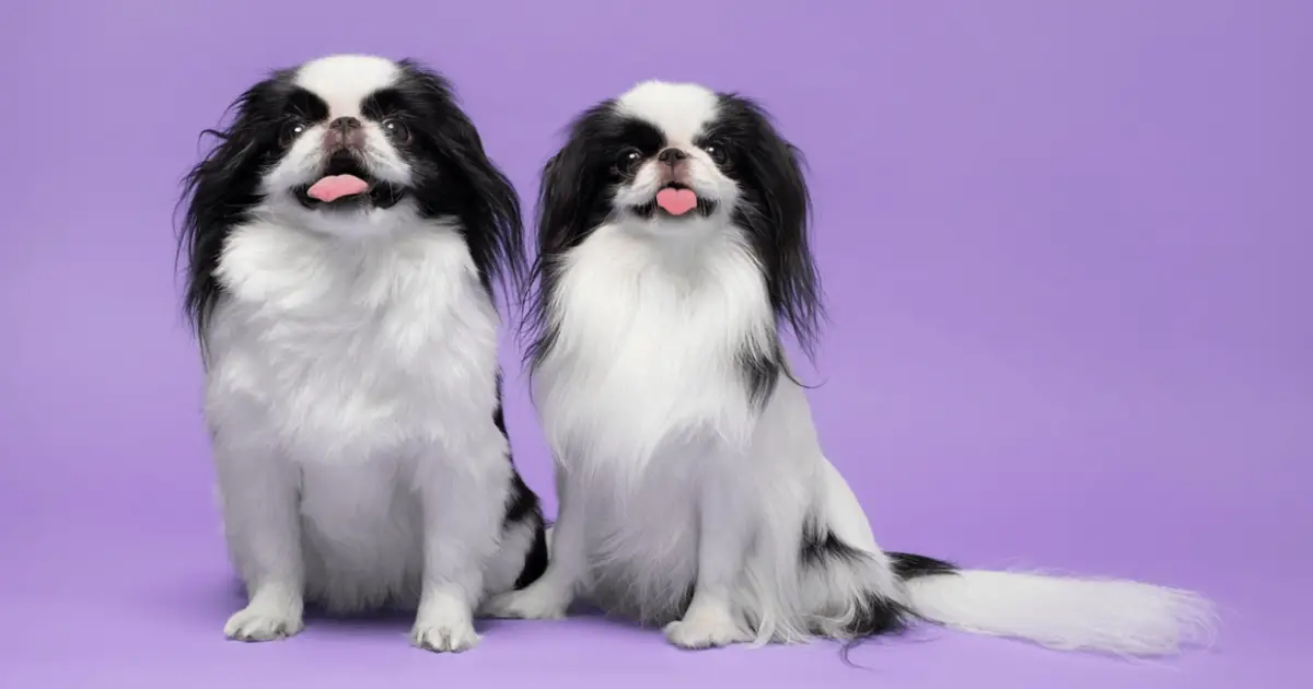 are japanese chin hypoallergenic