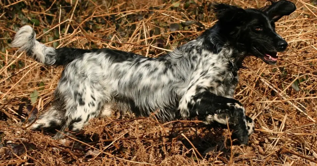 Large Munsterlander Dog Breed Information