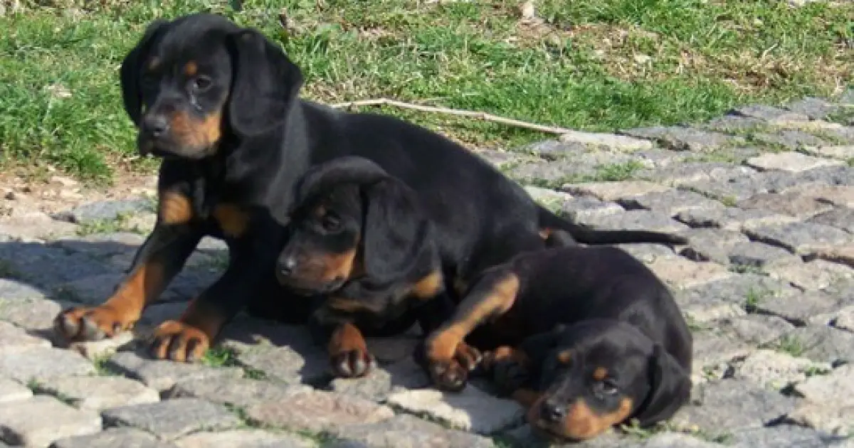 Montenegrin Mountain Hound Dog Breed Information