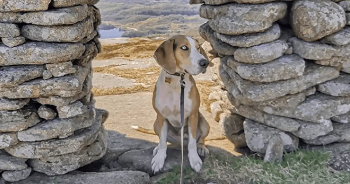 Norwegian Hound Dog Breed Information