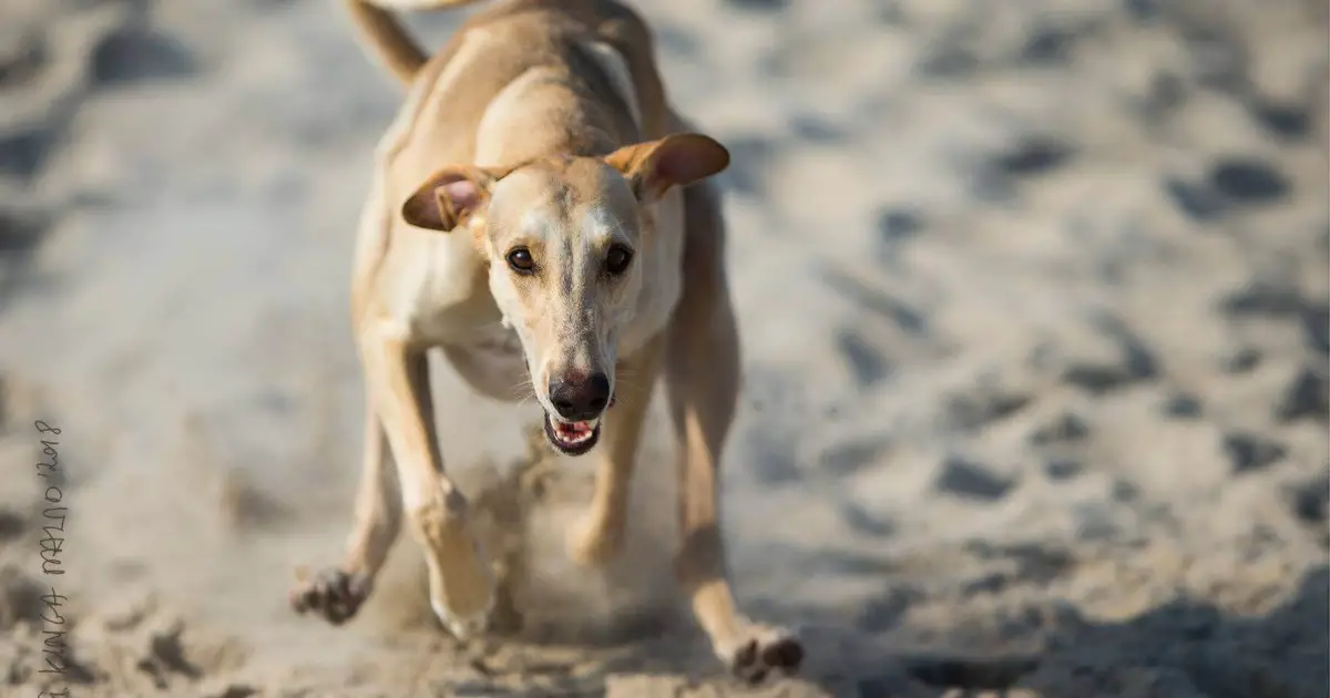 Polish Greyhound Dog Breed Information