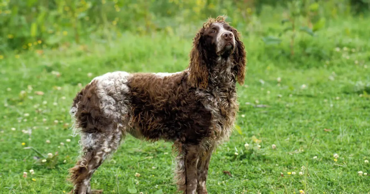 is the pont audemer spaniel legal in france